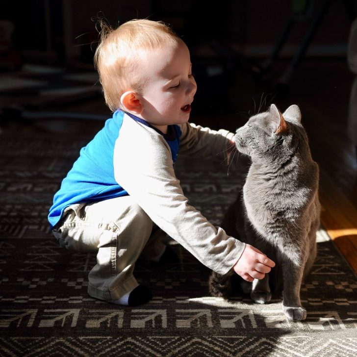 11 Christian Movies About Animals That Your Family Will Love to Watch Together